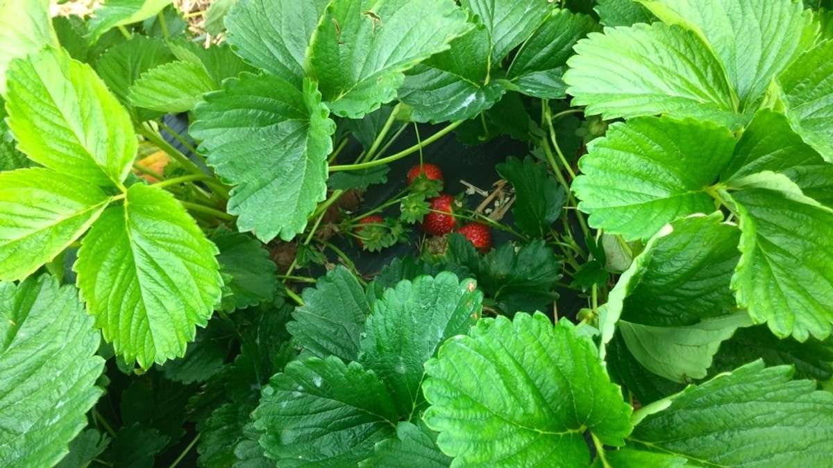 strawberry 3
