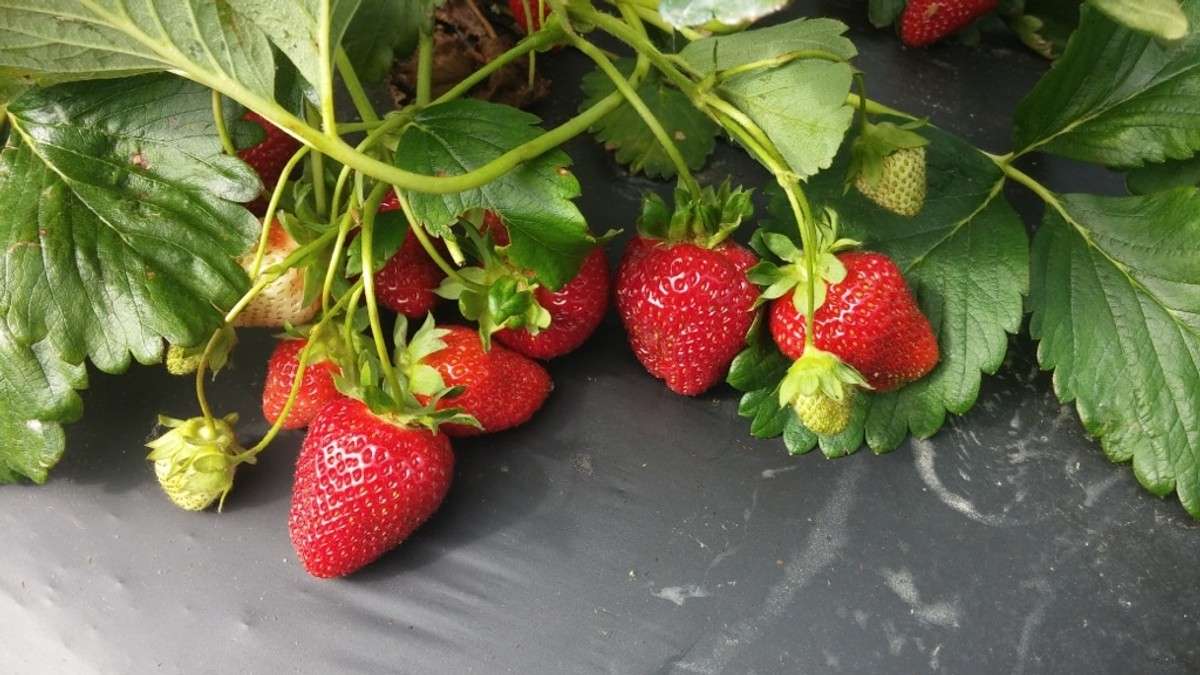 strawberry 4