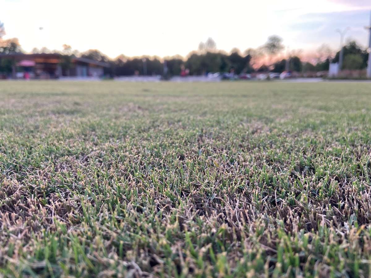 grass05